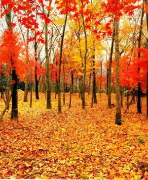 汤旺河长白山红松阔叶混交林 汤旺河长白山红松阔叶混交林