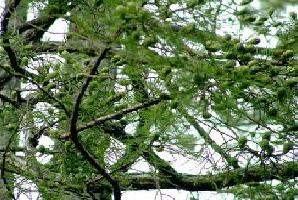 屏南水松林 屏南水松林