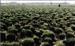 安达红星自然保护区 安达红星自然保护区