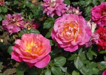 相城盛泽湖休闲度假区 相城盛泽湖休闲度假区