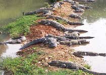 宣城中国鳄鱼湖 宣城中国鳄鱼湖