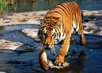 济南跑马岭野生动物园 济南跑马岭野生动物园