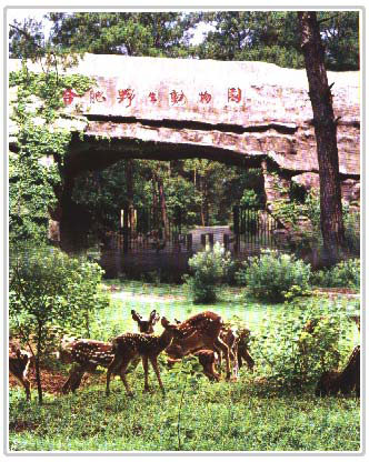 合肥野生动物园 合肥野生动物园