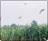 淮南毛集社会发展综合实验区 淮南毛集社会发展综合实验区