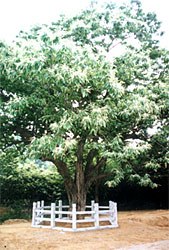 临沂莒南栗王 临沂莒南栗王