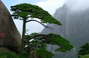 黄山市黄山风景区 黄山市黄山风景区
