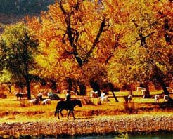 兴安盟科尔沁珍禽自然保护区 兴安盟科尔沁珍禽自然保护区