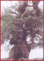 昭通巧家药山天气 昭通巧家药山天气