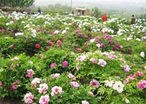 铜川牡丹园 铜川牡丹园